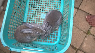 5 Rabbits - Bunny Rabbit Rabbit