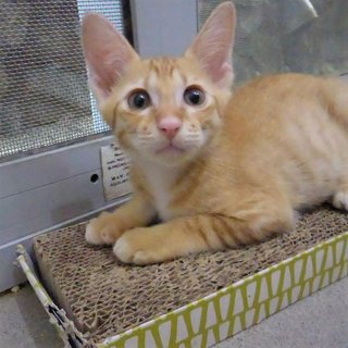 He loves the scratcher. Pic taken on 11 Jul 2019.