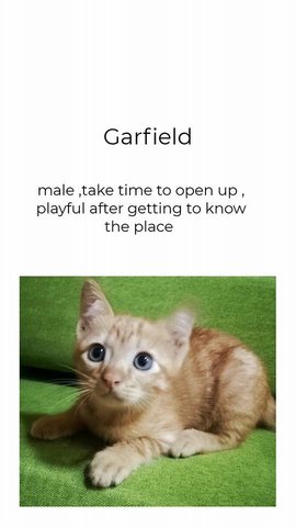 Da Ge Ginger - Domestic Short Hair Cat