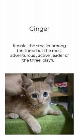 Da Jie Ginger - Domestic Short Hair Cat