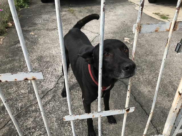 Latte - Mixed Breed Dog