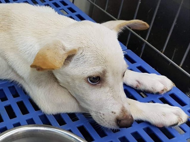 Lucky - Mixed Breed Dog