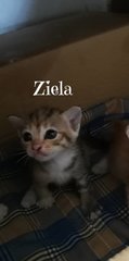 Cute Ziela