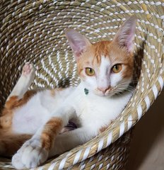 Bobbob The Talkative Boy - Bobtail + Domestic Short Hair Cat