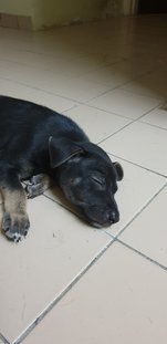 PF94474 - Mixed Breed Dog