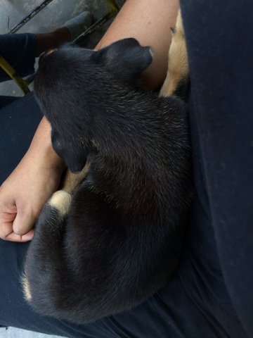 Unnamed - Rottweiler Mix Dog