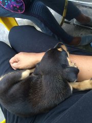 Unnamed - Rottweiler Mix Dog