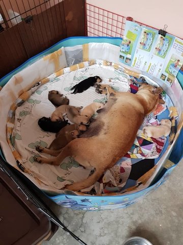 Beagle Labrador Mix Puppies - Mixed Breed Dog