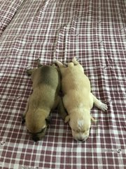 Remaining 2 puppies for adoption, both males