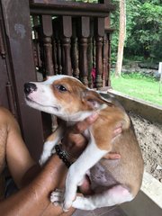 Barnaby - Mixed Breed Dog