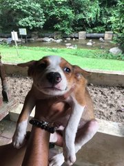 Barnaby - Mixed Breed Dog