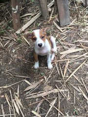 Barnaby - Mixed Breed Dog