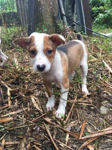 Barnaby - Mixed Breed Dog