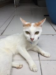 Leo Liposhi - Domestic Short Hair Cat