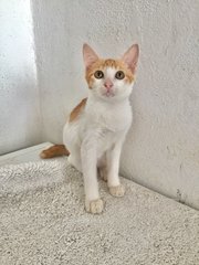 Oat  - Domestic Short Hair Cat