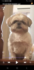 Ginger Lee - Shih Tzu Dog