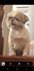 Ginger Lee - Shih Tzu Dog