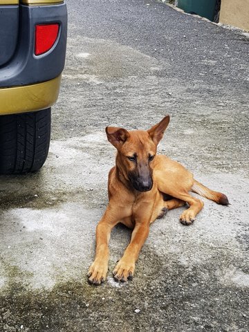 Rosie - German Shepherd Dog Mix Dog