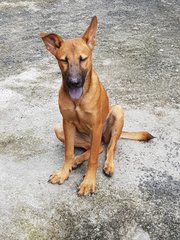 Rosie - German Shepherd Dog Mix Dog