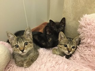 Kittens - Domestic Short Hair Cat