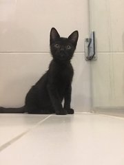 Kittens - Domestic Short Hair Cat