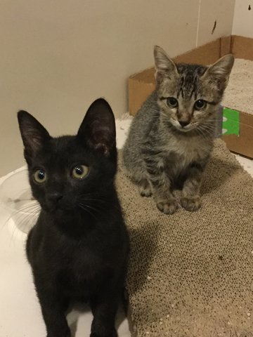 Kittens - Domestic Short Hair Cat