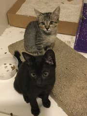 Kittens - Domestic Short Hair Cat