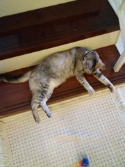 stretching out on the staircase