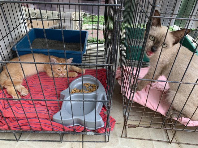 2 Kittens Looking For Loving Homes - Siamese + Domestic Medium Hair Cat