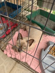 2 Kittens Looking For Loving Homes - Siamese + Domestic Medium Hair Cat