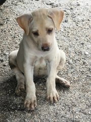 🌟❤️big Bone - 7 Pups❤️✨ - Labrador Retriever Mix Dog