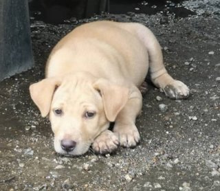 🌟❤️big Bone - 7 Pups❤️✨ - Labrador Retriever Mix Dog