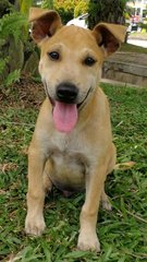 🌟❤️big Bone - 7 Pups❤️✨ - Labrador Retriever Mix Dog