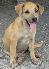 🌟❤️big Bone - 7 Pups❤️✨ - Labrador Retriever Mix Dog