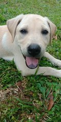 🌟❤️big Bone - 7 Pups❤️✨ - Labrador Retriever Mix Dog