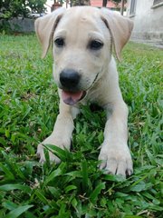 🌟❤️big Bone - 7 Pups❤️✨ - Labrador Retriever Mix Dog