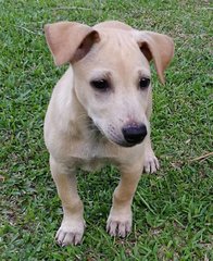 🌟❤️big Bone - 7 Pups❤️✨ - Labrador Retriever Mix Dog