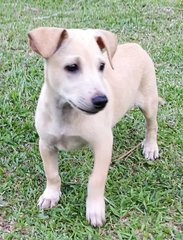 🌟❤️big Bone - 7 Pups❤️✨ - Labrador Retriever Mix Dog