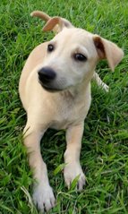 🌟❤️big Bone - 7 Pups❤️✨ - Labrador Retriever Mix Dog