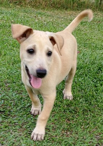 🌟❤️big Bone - 7 Pups❤️✨ - Labrador Retriever Mix Dog