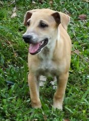 🌟❤️big Bone - 7 Pups❤️✨ - Labrador Retriever Mix Dog