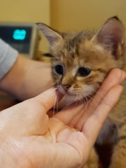 Little Ginger  - Domestic Short Hair Cat