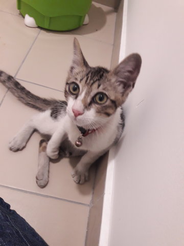 Kitten Found In Bdr Sri Damansara - Domestic Short Hair Cat