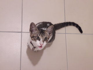 Kitten Found In Bdr Sri Damansara - Domestic Short Hair Cat