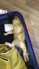 I fell asleep in the suitcase