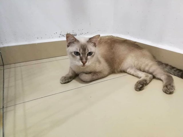 Fifty (Sara) - Siamese + Domestic Short Hair Cat