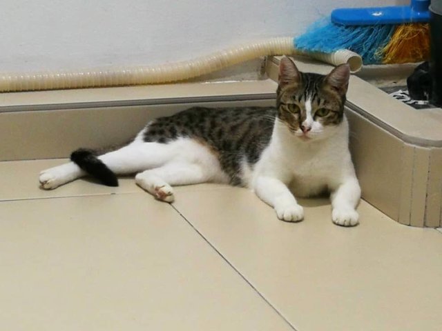 Hua Hua (Sara) - Domestic Short Hair Cat