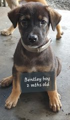 Bently - Mixed Breed Dog