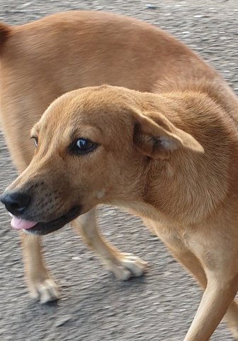 Brownie - Mixed Breed Dog