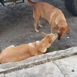 Brownie - Mixed Breed Dog